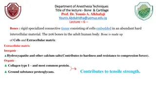 Bone and Cartilage: An Overview