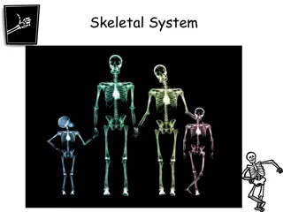 Exploring the Human Skeletal System