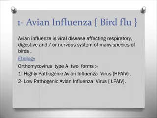 Avian Influenza: Symptoms, Diagnosis, and Prevention