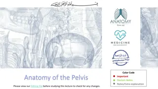 Understanding Pelvic Anatomy: Bones, Joints, and Muscles