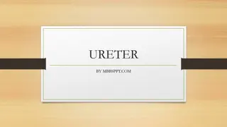 Understanding the Anatomy of the Ureter: A Comprehensive Overview