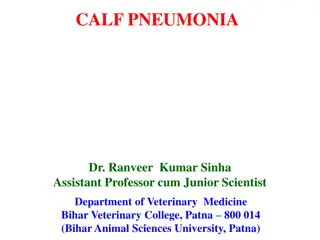 Calf Pneumonia: Symptoms, Treatment, and Consequences