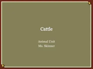 History and Vocabulary of Cattle Farming