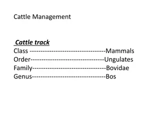 Cattle Management and Classification