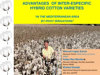 Advantages of Inter-Especific Hybrid Cotton Varieties in the Mediterranean Area