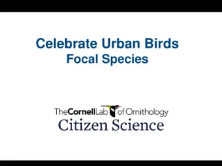 Celebrate Urban Birds: A Visual Exploration of Focal Species