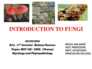 General Characteristics of Fungi and Mycology Overview