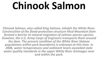 Challenges Facing Chinook Salmon in the White River Basin