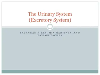 The Urinary System: Function and Structure