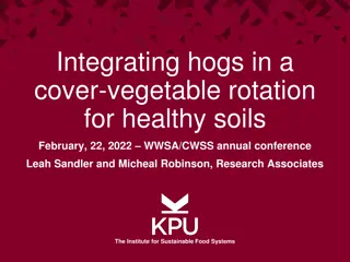 Integrating Hogs in Cover-Vegetable Rotation for Healthy Soils Research Summary