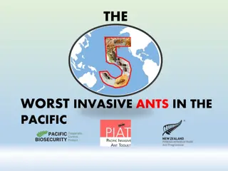 Exploring the Top 5 Invasive Ant Pests in the Pacific