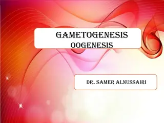 Gametogenesis and Oogenesis Process in Humans