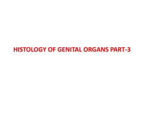 Female Ovary Histology and Function Overview