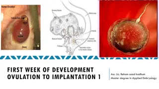 Overview of the First Week of Development from Ovulation to Implantation