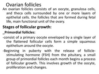 Ovarian Follicles: Growth Stages and Cellular Composition