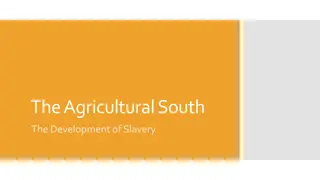 Development of Slavery and Cotton Economy in the Agricultural South