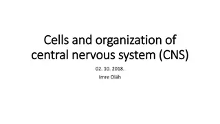 Overview of the Central Nervous System and Neurotransmitters