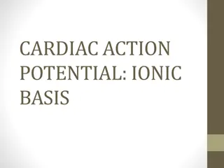 Cardiac Action Potential: Ionic Basis and Excitability in Cells