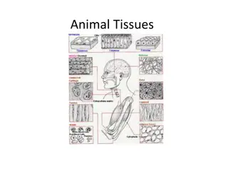 Animal Tissues: Epithelial, Muscle, Nerve, and Connective Tissues