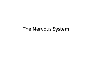 The Nervous System: Structure and Function