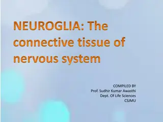 Understanding Neuroglia: The Connective Tissue of the Nervous System