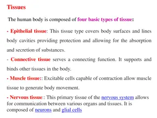 Epithelial Tissues: Structure and Function