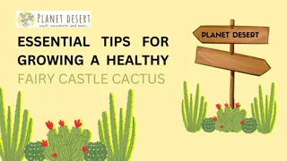 How to Grow and Maintain Fairy Castle Cactus – Expert Guide