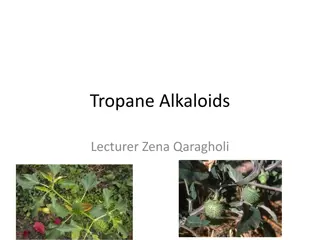 Tropane Alkaloids in Datura Stramonium: Uses, Risks, and Chemistry