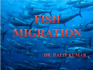 Fish Migration Patterns and Behaviors