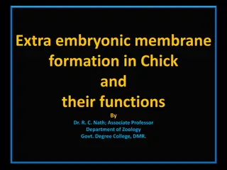 Extra Embryonic Membrane Formation in Chick and Their Functions