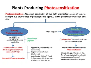 Photosensitization in Plants: Causes and Toxicity