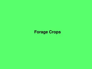 Forage Crops and Their Importance in Agriculture