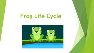 Fascinating Frog Life Cycle Illustrated