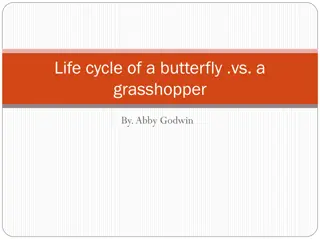 A Comparison of Butterfly and Grasshopper Life Cycles