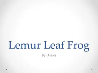 The Endangered Lemur Leaf Frog: A Rare Species Facing Extinction