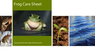 Frog Care Guidelines and Licensing Information in Victoria