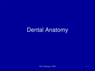 Dental Anatomy and Nomenclature by M.E. Mermigas, DDS