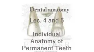 Anatomy of Permanent Maxillary Central Incisor Teeth