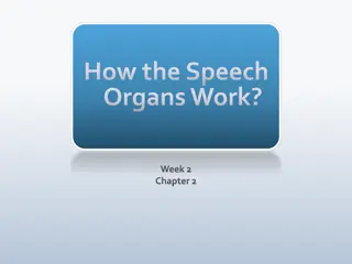 Understanding Glottal Stops in Phonetics