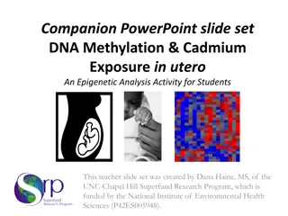 DNA Methylation and Cadmium Exposure in Utero: An Epigenetic Analysis