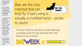 Fun Facts About Bats!