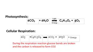 Cellular Respiration in Plants and Animals