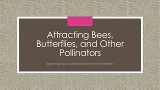 Enhancing Your Garden for Bees, Butterflies, and Pollinators