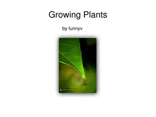 Essential Needs for Growing Plants Explained with Visuals