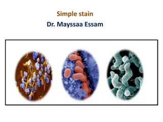 Bacterial Morphology and Simple Stain Techniques