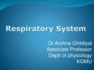 Mechanics of Pulmonary Ventilation and Respiratory Cycle Explained