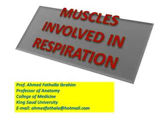 Thoracic Cage and Respiratory Movements in Anatomy Lecture