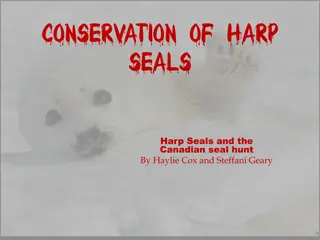 Conservation Efforts and Controversies Surrounding Harp Seals in Canada