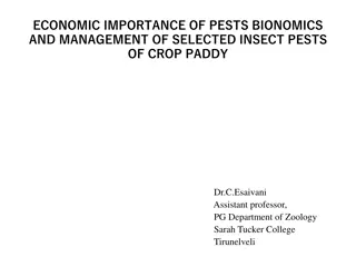 Management of Paddy Stemborer: Economic Importance and Lifecycle Analysis