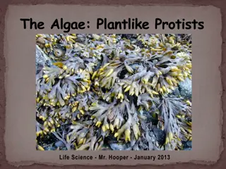 The Fascinating World of Algae and Protists